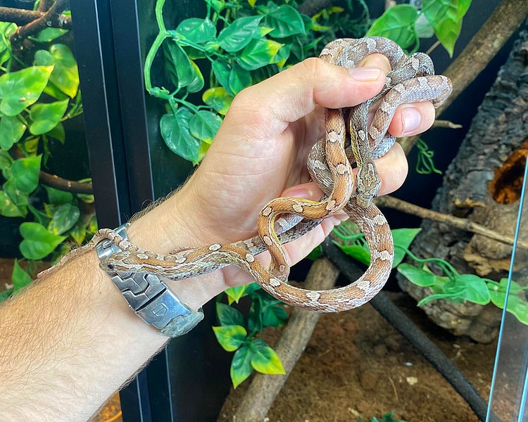 Assorted Anery Corn Snake - Juvenile